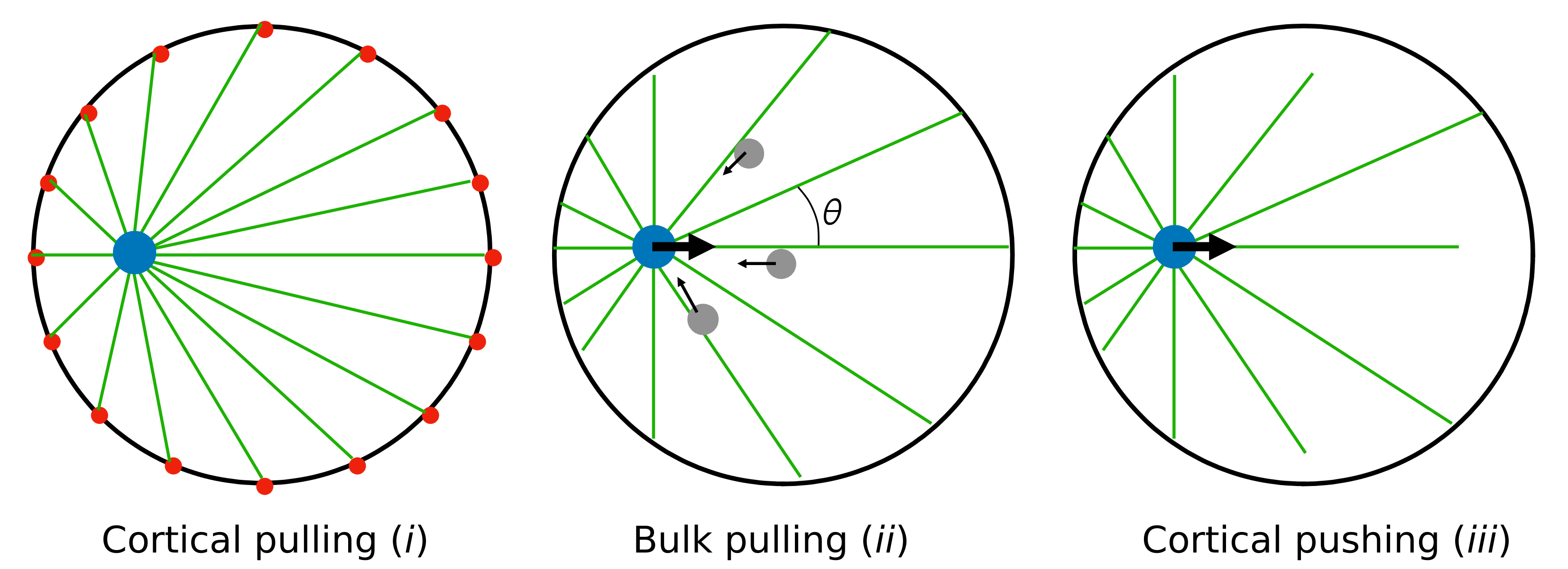 Modes of centering of the pronucleus in fertilized oocytes.